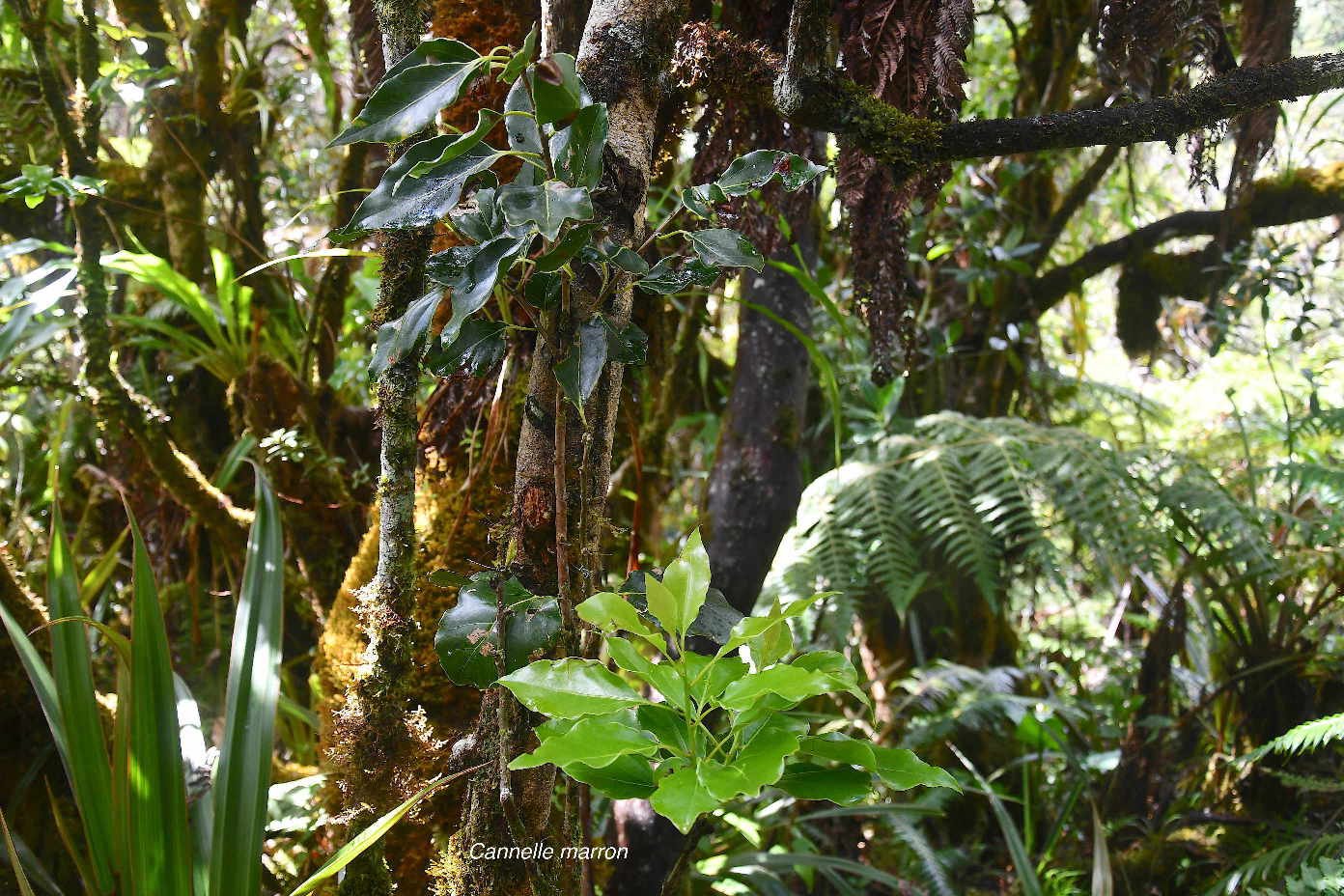 52 Ocotea obtusata Cannelle marron Lauraceae ENDEMIQUE LA REUNION, MAURICE 