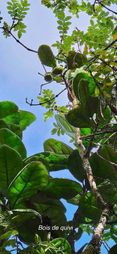 6 Turraea cadetii Bois de quivi Meliaceae ENDEMIQUE LA REUNION