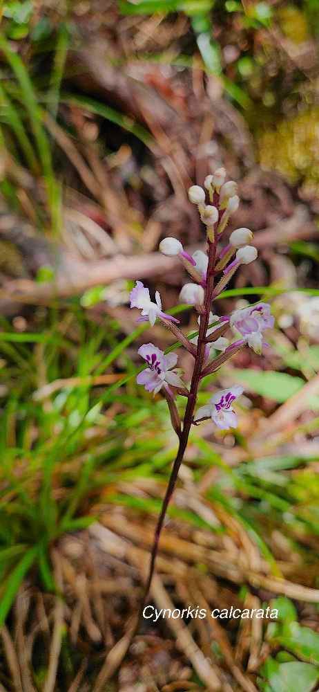 7 Cynorkis calcarata Orchidaceae ENDEMIQUE LA REUNION, MAURICE 