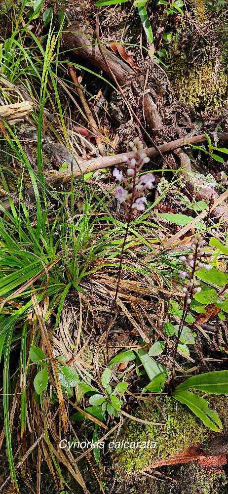 8 Cynorkis calcarata Orchidaceae ENDEMIQUE LA REUNION, MAURICE