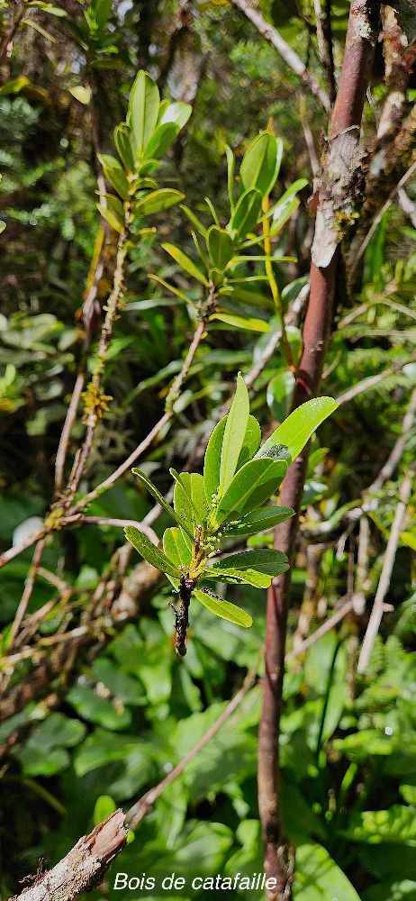 9 Melicope coodeana Bois de catafaille Rutaceae ENDEMIQUE LA REUNION 