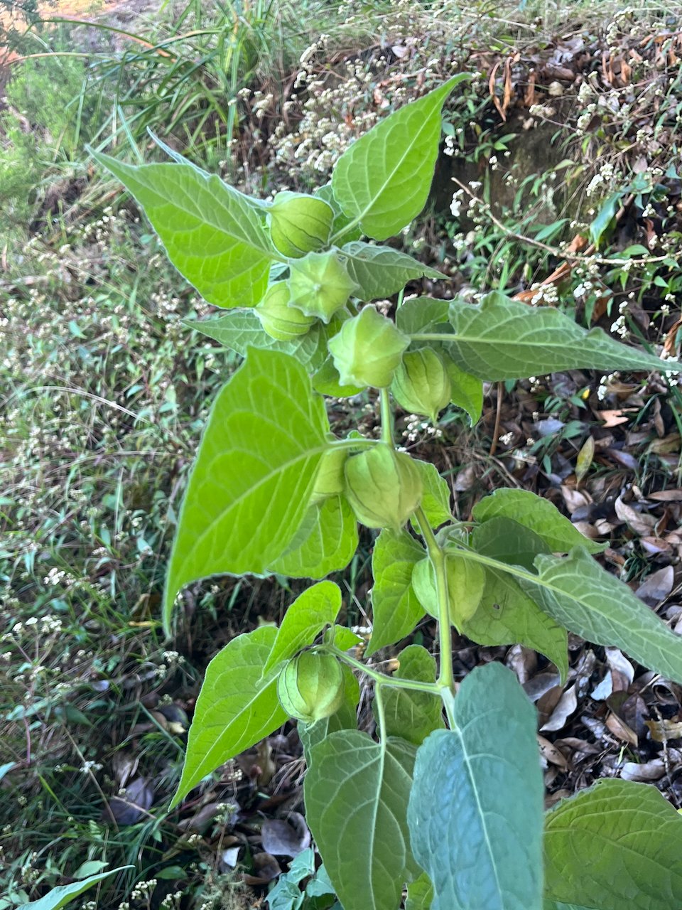 1. Physalis L. - Poc poc - Solanaceae - Eurasie