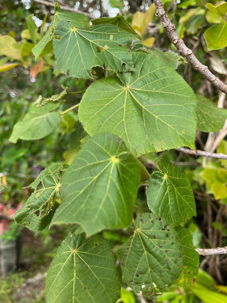 12. Dombeya ciliata Cordem. - Mahot blanc - Malvaceae - endemique de la Reunion-0.