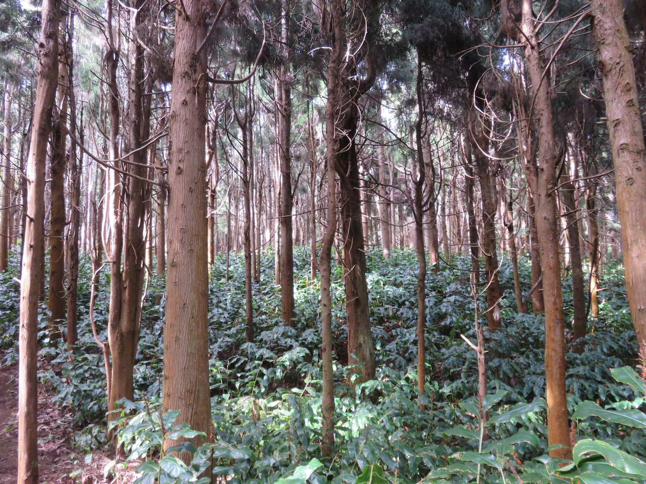                    3. La forêt de Cryptomeria            