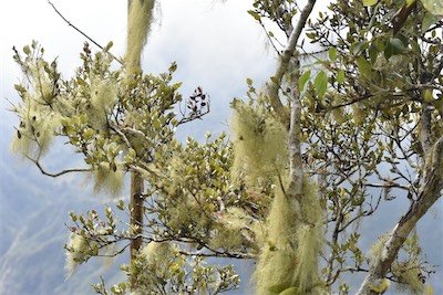 Bois de Nefles envahi par Barbe de St Antoine-MB