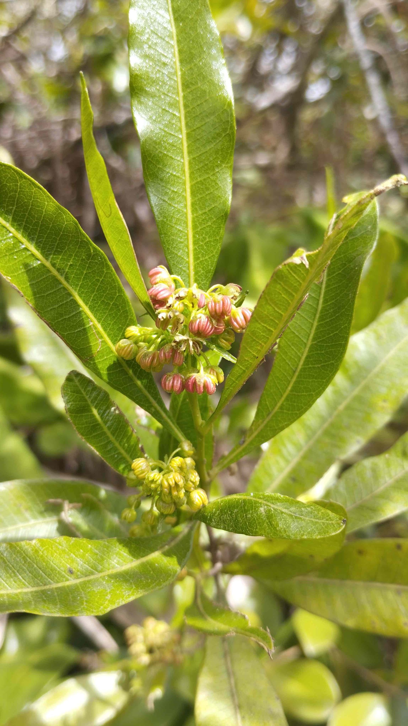 Dodonaea viscosa
