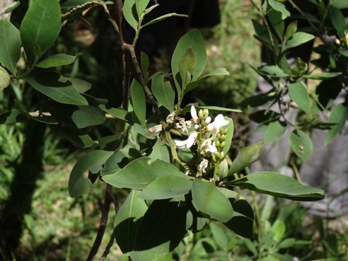 53 3 indigofera amoxylum med