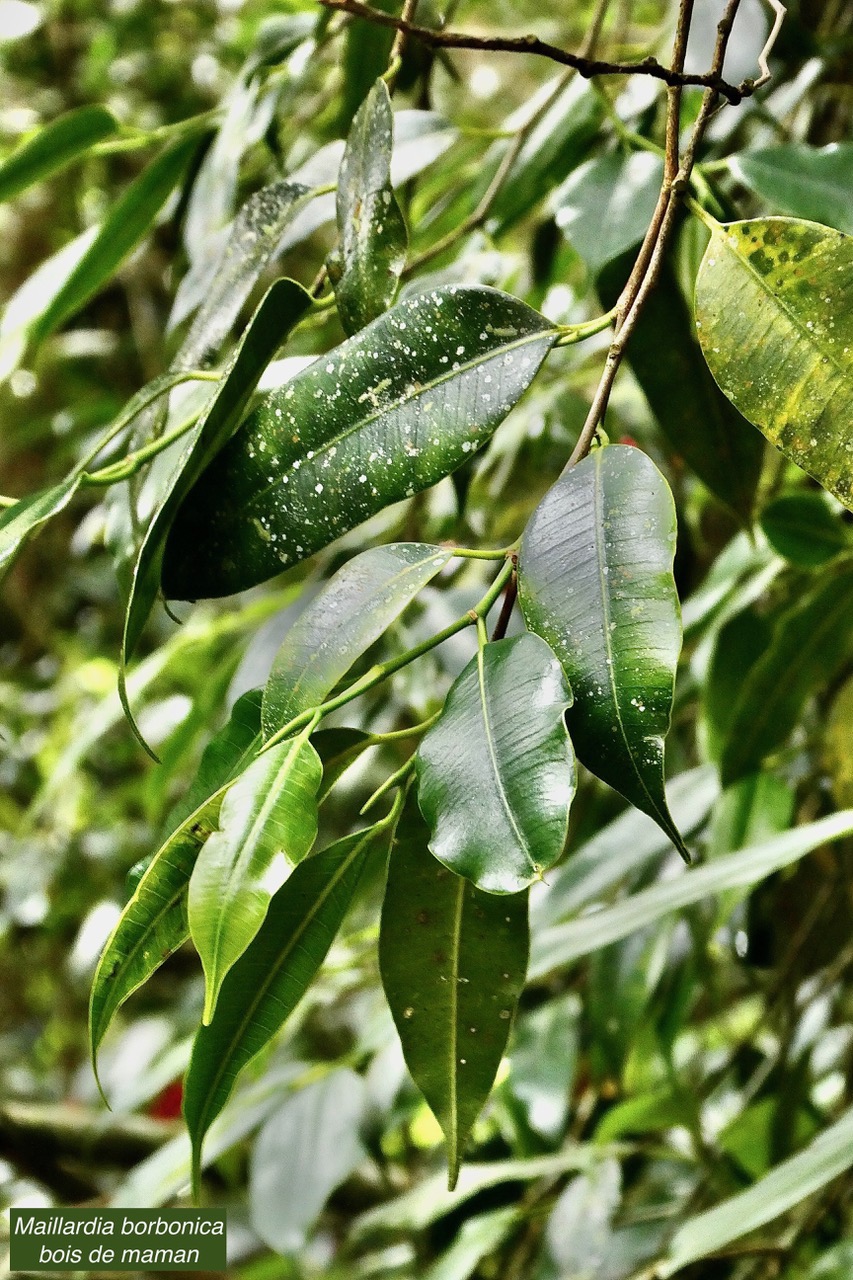 Maillardia borbonica  Bois de maman .bois de sagaye.moraceae. endémique Réunion (1).jpeg