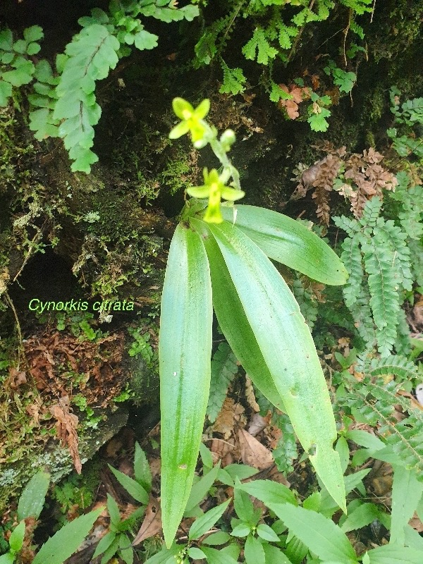 Cynorkis citrata Orchidaceae Endémique La Réunion 34.jpeg