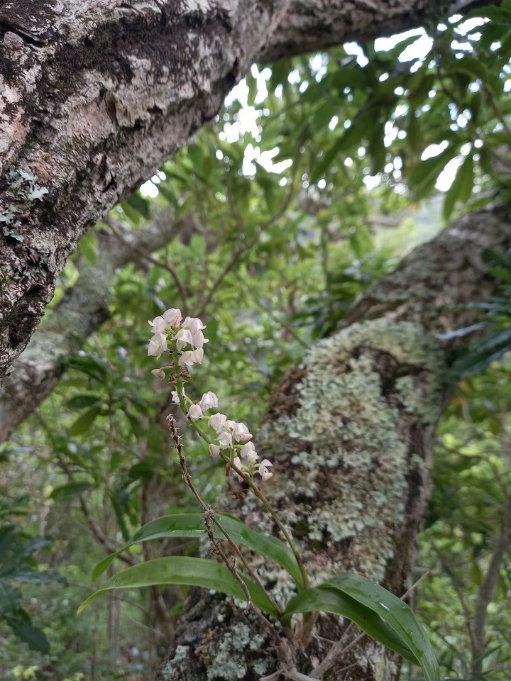 Polystachya concreta - EPIDENDROIDEAE - Indigène Réunion - 20210316_114935