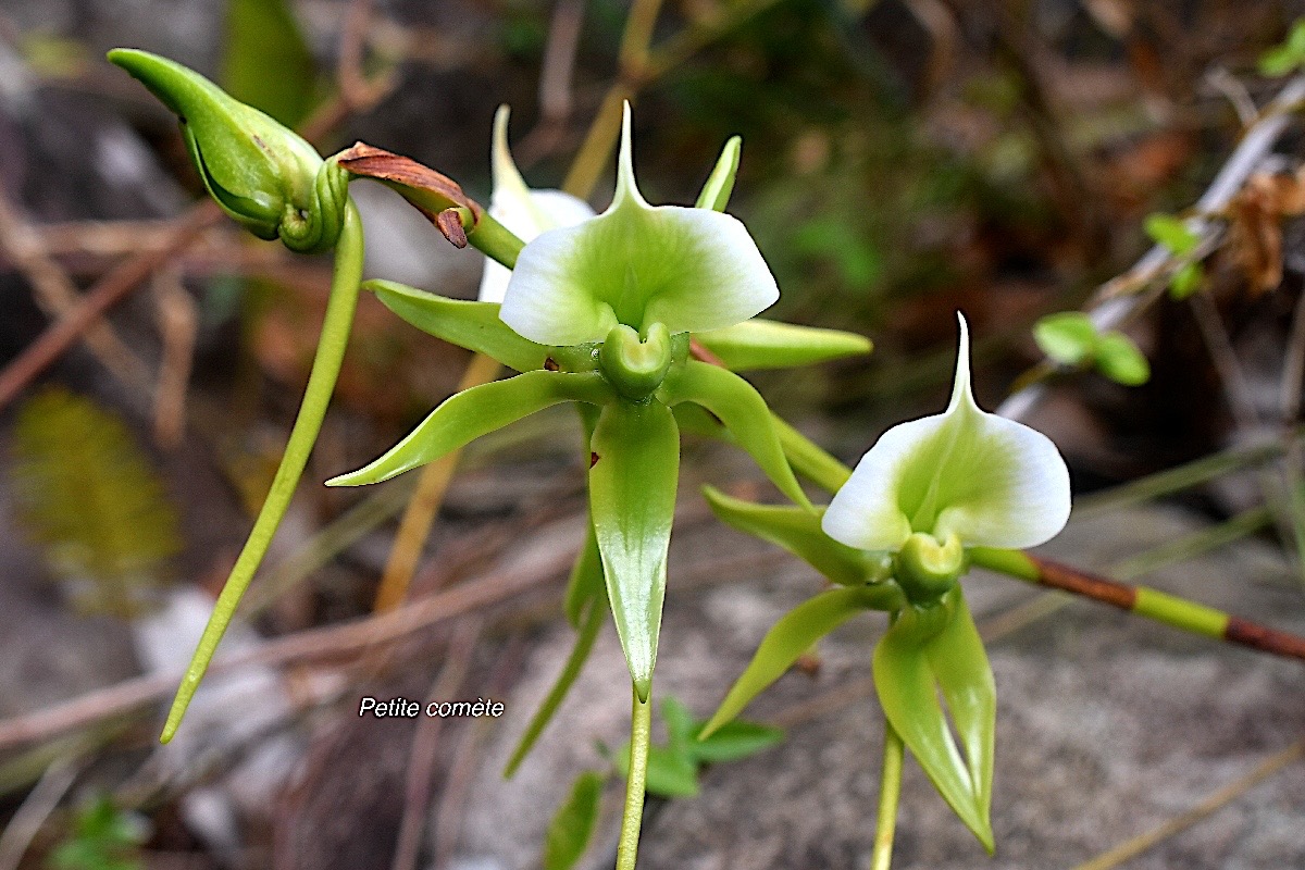 Angraecum eburneum Petite comète Orchidaceae Indigène La Réunion 2598.jpeg