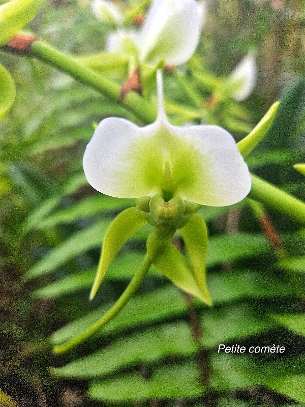 Angraecum eburneum Petite comète Orchidaceae Indigène La Réunion 55.jpeg