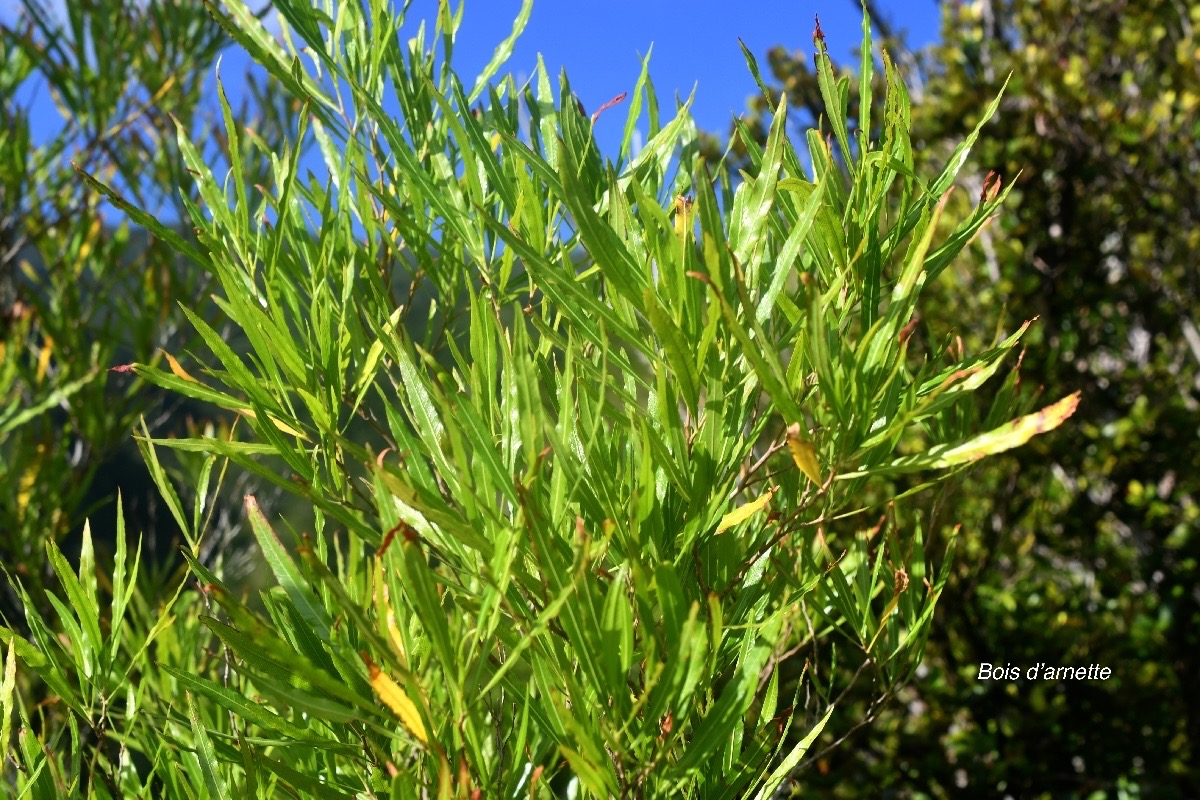 Dodonaea viscosa Bois d'arnette Sapin daceae Indigène La Réunion 2566.jpeg