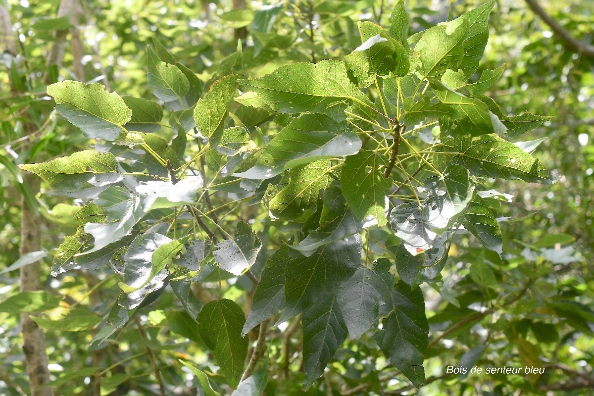 Dombeya populnea Bois de senteur bleu Malvac eae Endémique La Réunion, Maurice 2618.jpeg