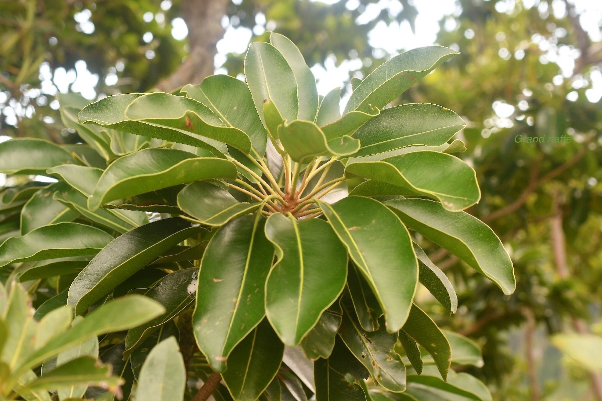 Mimusops balata Grand natte Sapotaceae E ndémique La Réunion, Maurice 2621.jpeg