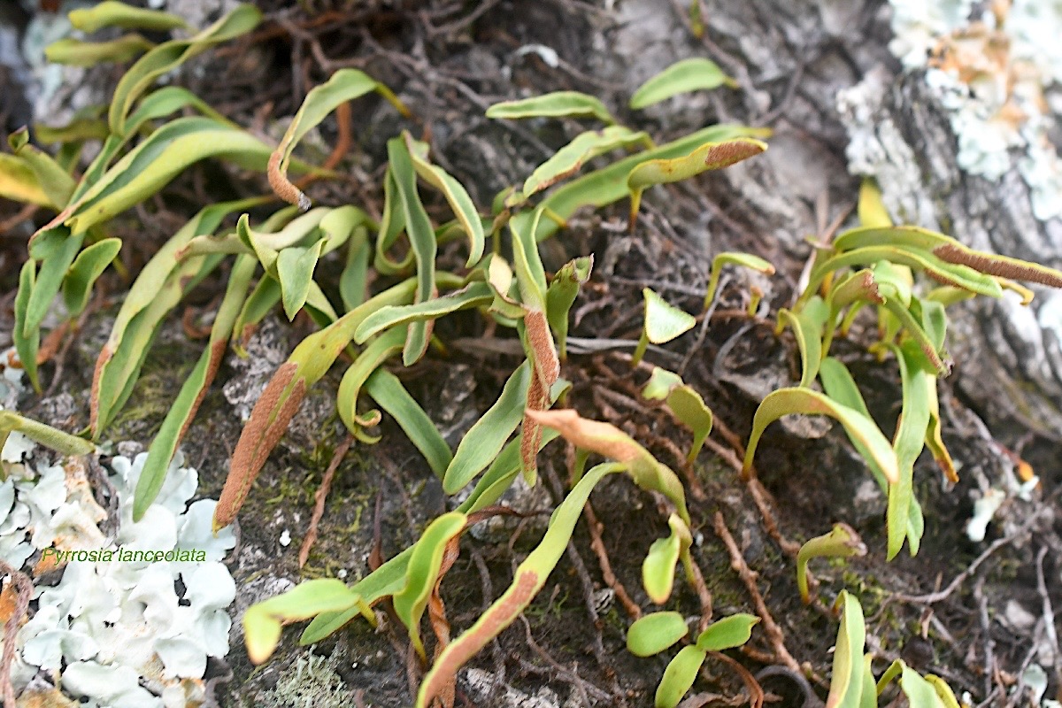 Pyrrosia lanceolata Polypodiacea e Indigène La Réunion 2595.jpeg