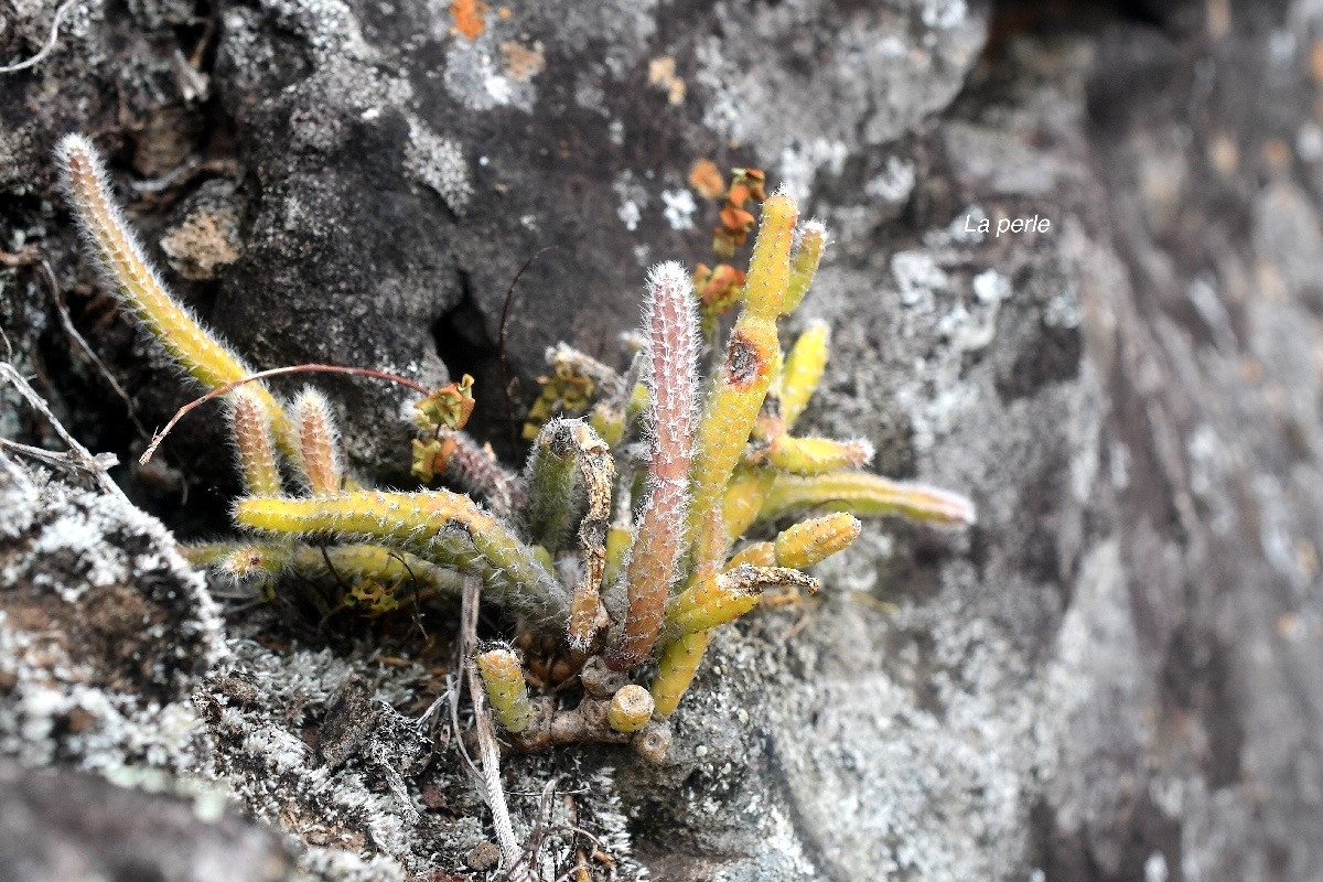 Rhipsalis baccifera La perle Cactac eae Indigène La Réunion 2654.jpeg