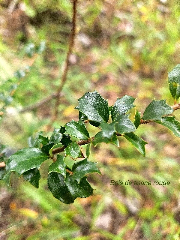 Scolopia heterophylla Bois de tisane rouge  Salicaceae Endémique Mascareignes 59.jpeg