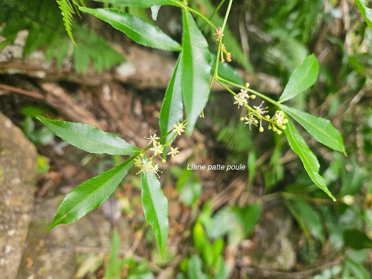 Toddalia asiatica Liane patte poule Rutaceae Indigène La Réunion 55.jpeg