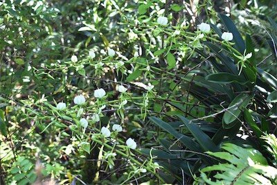 Angraecum eburneum-Petite comete-EPIDENDROIDEAE-Indigene Réunion