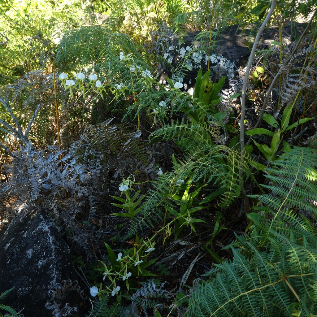 Angraecum_eburneum-Petite_comete-EPIDENDROIDEAE-Indigene_Reunion-P1110871.jpg