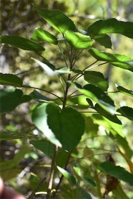 Croton mauritianus-Ti Bois de senteur-EUPHORBIACEAE-Endemique Réunion