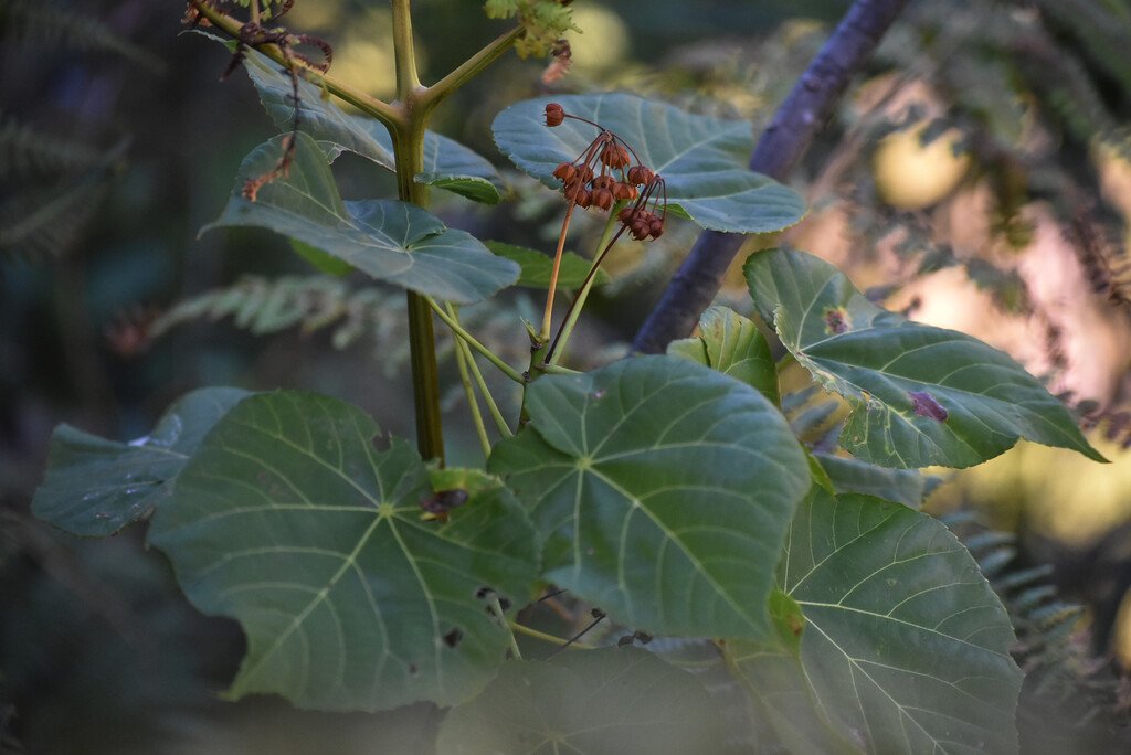 Dombeya delislei-Mahot bleu-MALVACEAE-Endemique Réunion