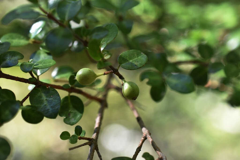 Fernelia buxifolia-Bois de Buis-RUBIACEAE-Endemique Mascareignes