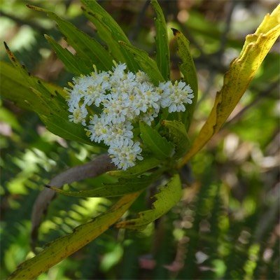 Psiadia dentata-Bois collant ti mangue-ASTERACEAE-Endemique Réunion-P1110872