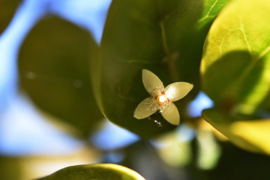 Pyrostria orbicularis-Bois mussard-RUBIACEAE-Endemique Réunion