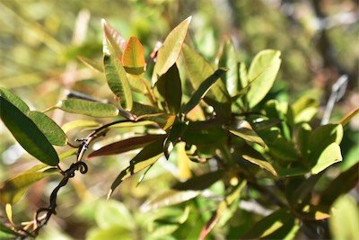 Secamone dilapidans-Liane de lait-APOCYNACEAE-Endemique Réunion Maurice