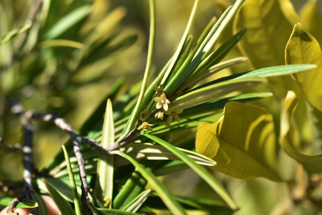 Secamone volubilis-Liane Bois d Olive-APOCYNACEAE-Endemique Réunion Maurice