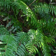 Nephrolepis biserrata  Fougère rivière Dryopteridaceae Indigène La Réunion 8712.jpeg