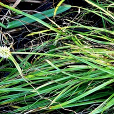 Cyperus dubius.souchet douteux.cyperaceae..jpeg