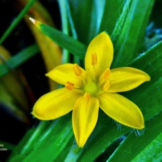 Hypoxis angustifolia .hypoxis à feuilles étroites.hypoxidaceae.indigène Réunion..jpeg