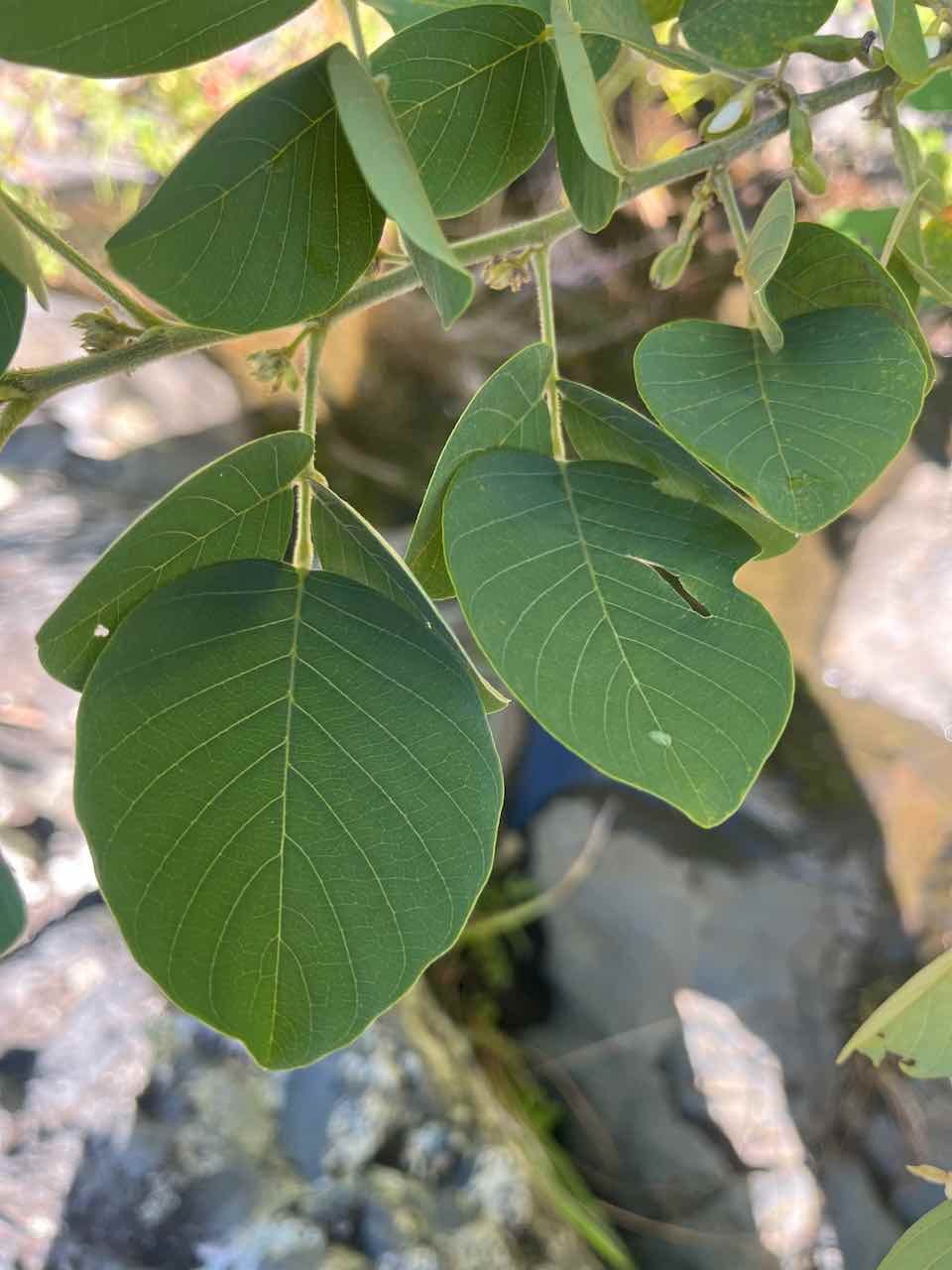 17. Dendrolobium umbellatum (L.) Benth - Bois malgache - Fabaceae