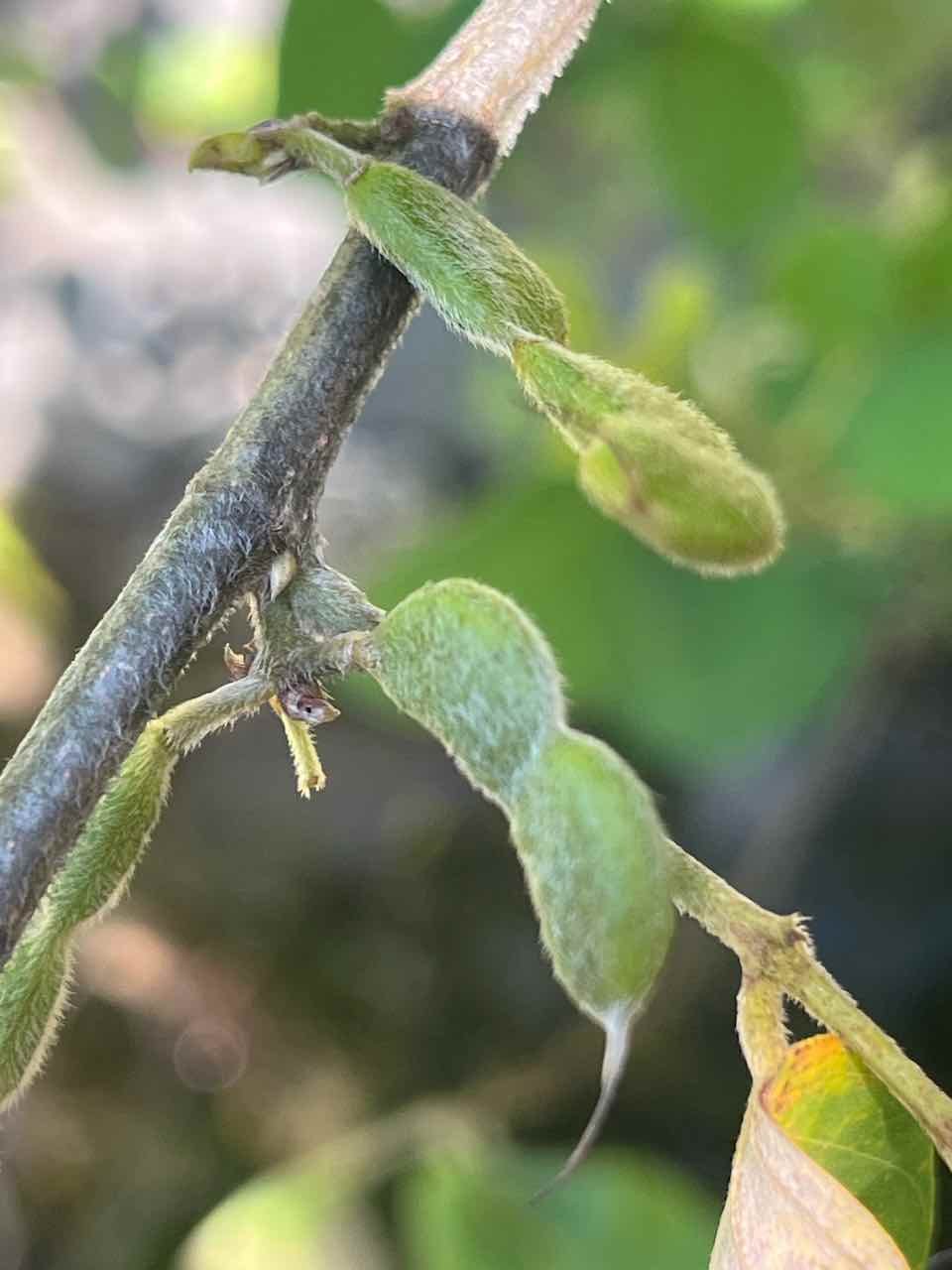 19. Fruits Dendrolobium umbellatum (L.) Benth - Bois malgache - Fabaceae