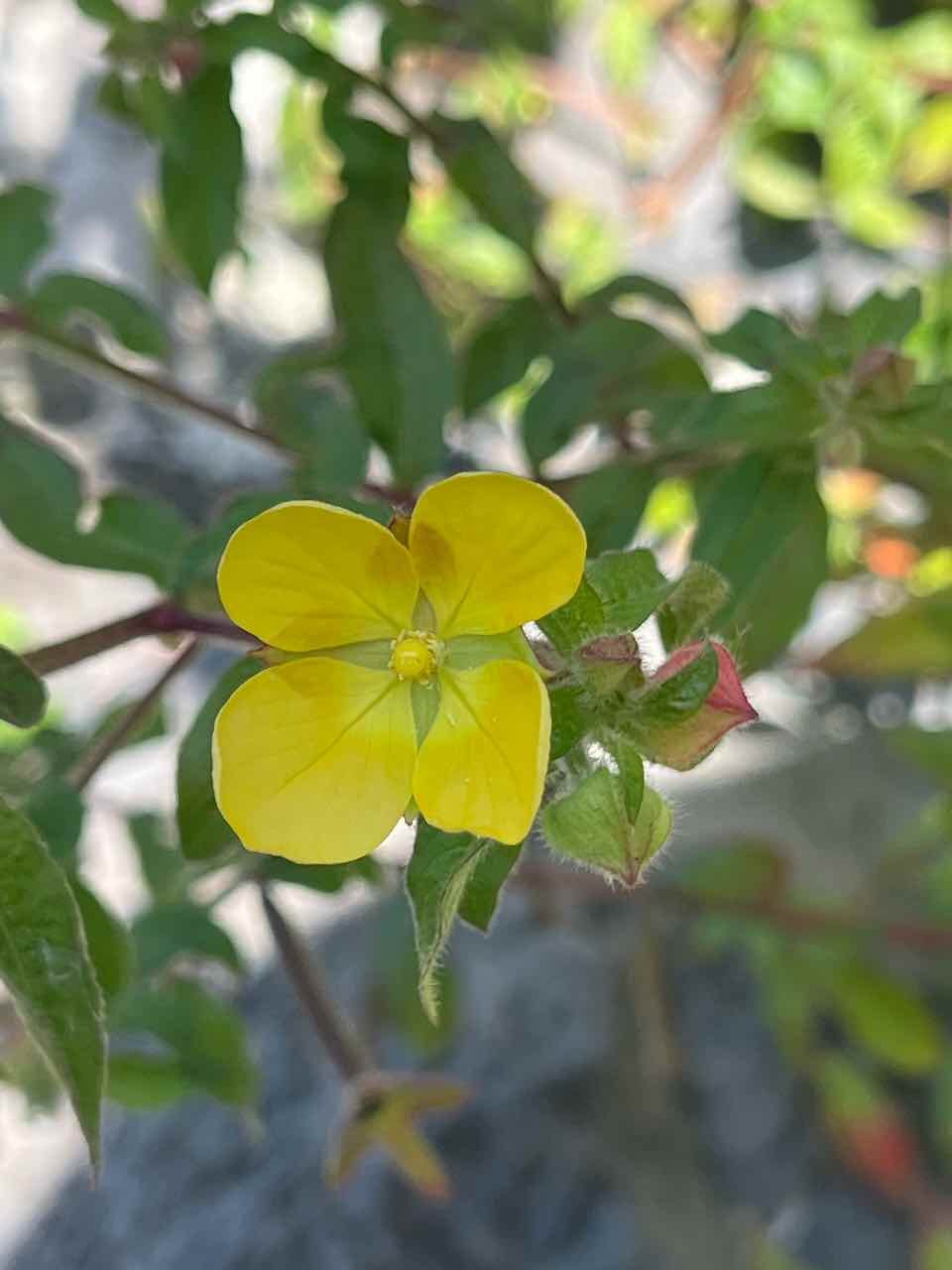 20. Ludwigia octovalvis - Herbe bourrique - Onagraceae - exotique