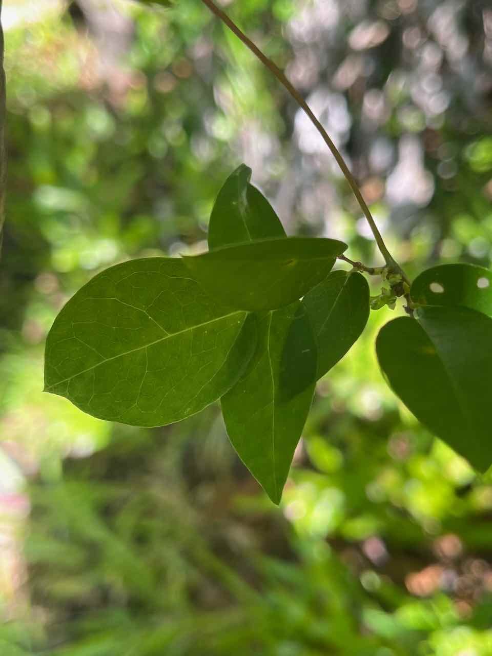 22. Macrotyloma axillare (E. Mey.) Verdc. - Ø - Fabaceae