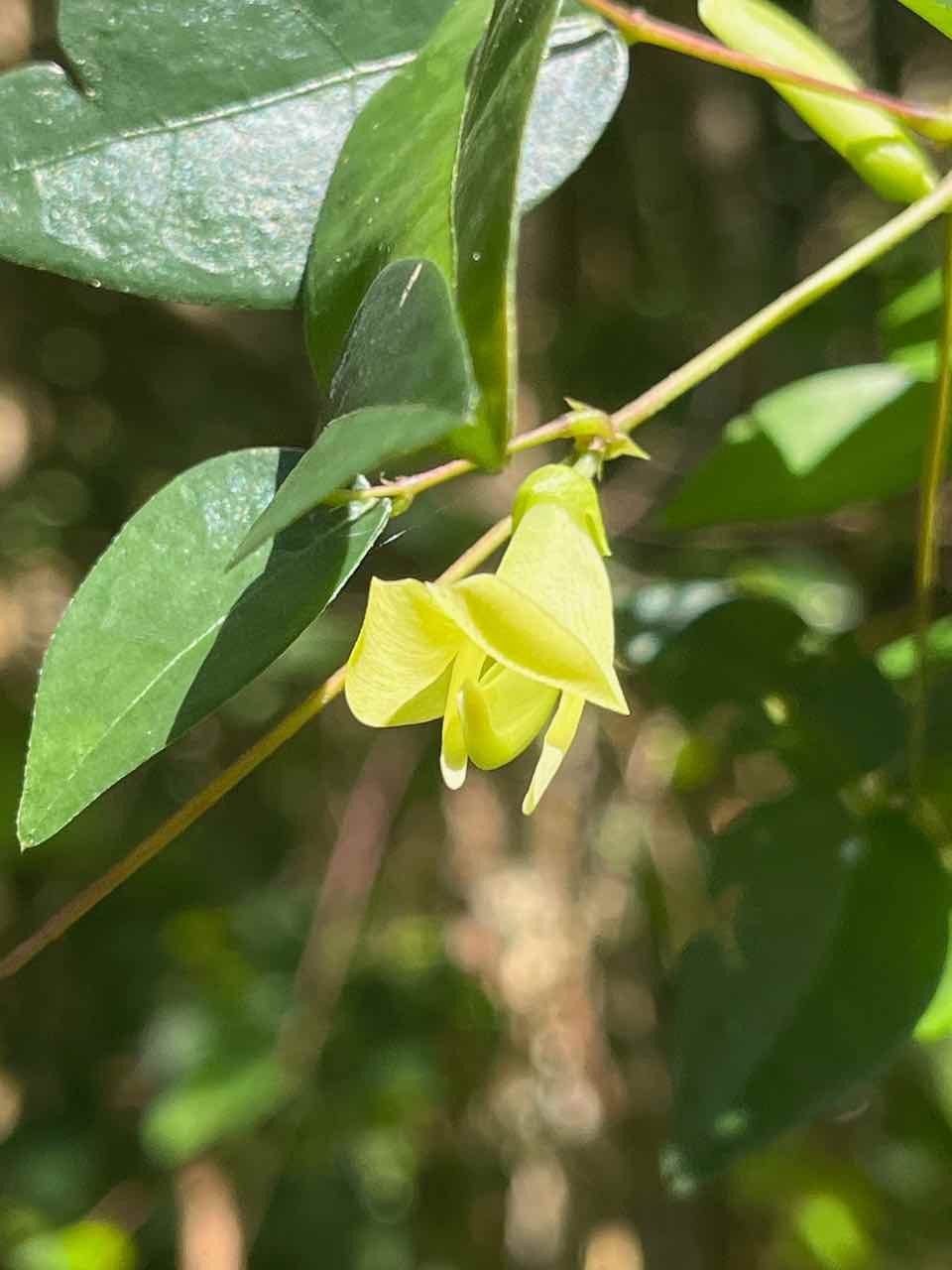 23.1. Macrotyloma axillare (E. Mey.) Verdc. - Ø - Fabaceae
