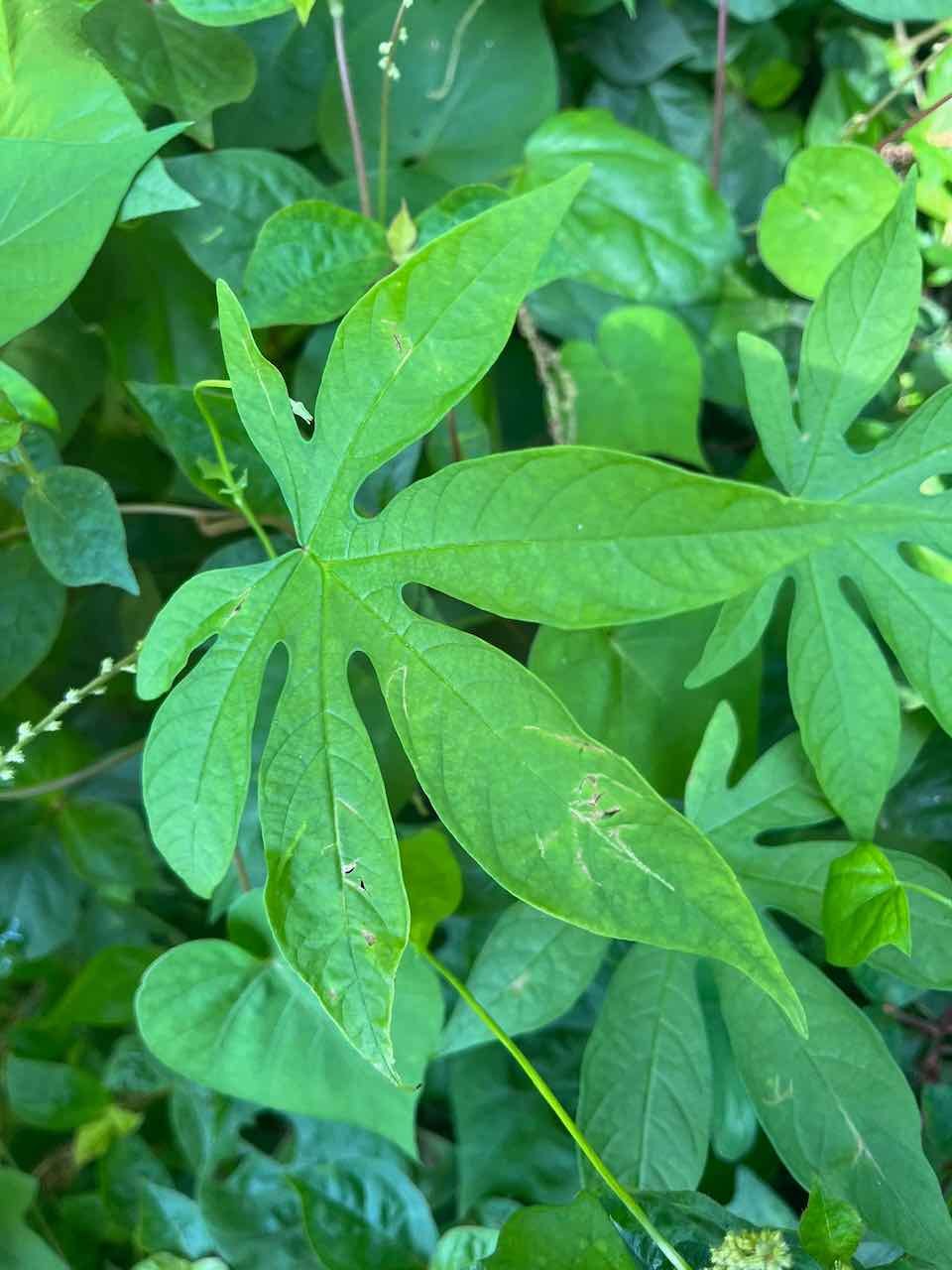 23.2. Merremia tuberosa - Rose de bois -Convolvulaceae - Continent américain