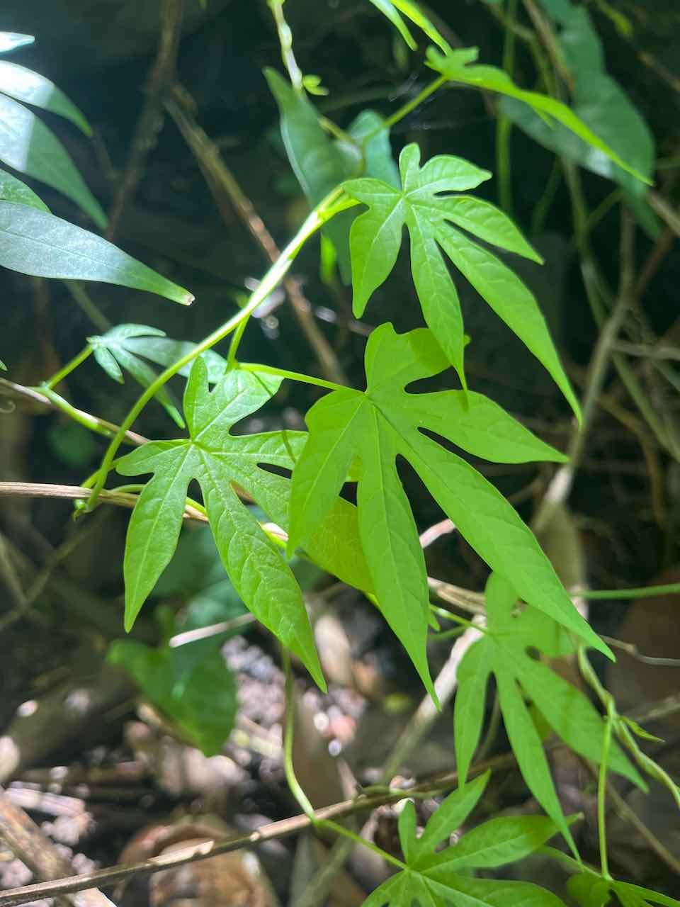 24. Merremia tuberosa - Rose de bois -Convolvulaceae - Continent américain