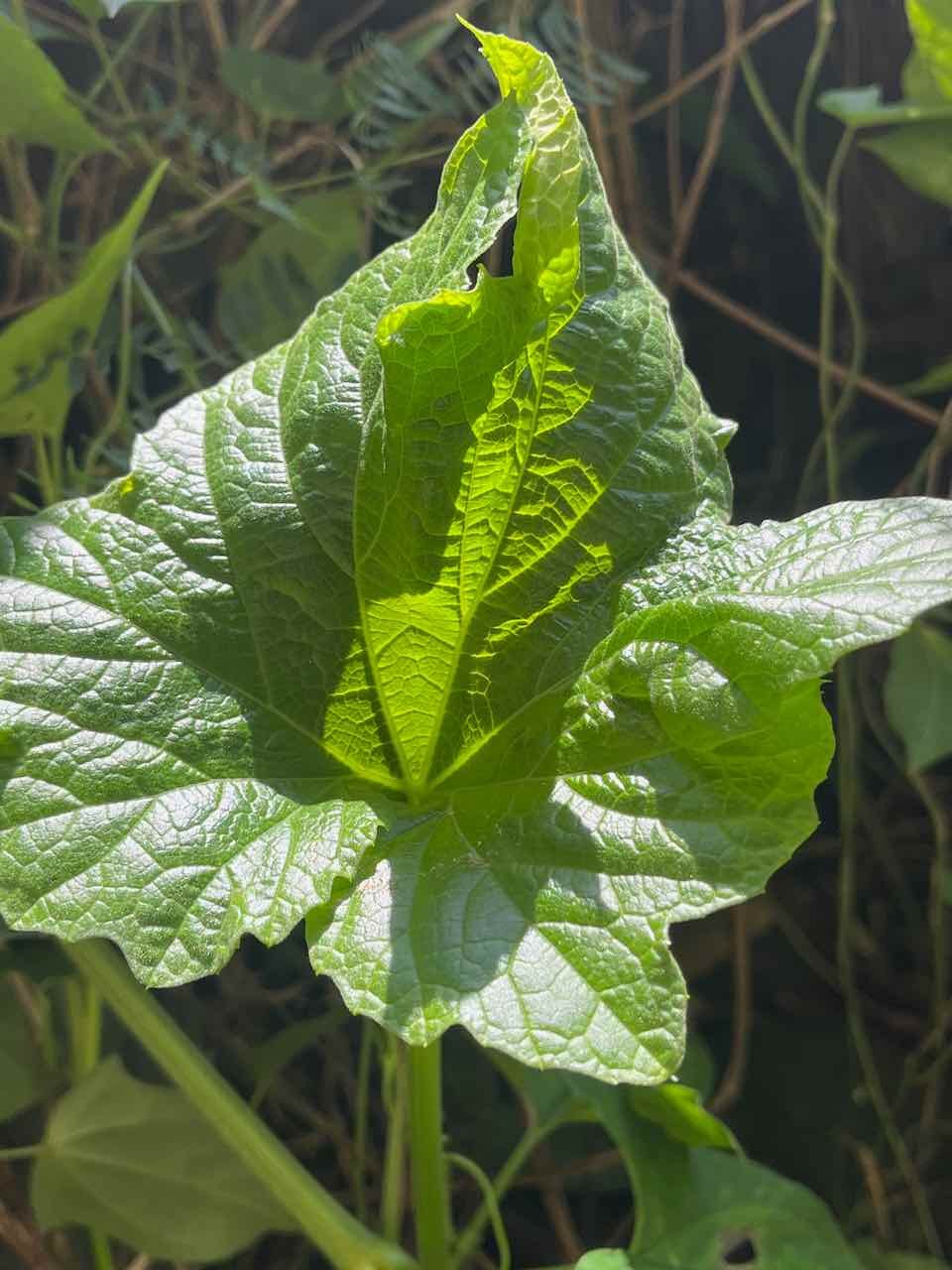 25. Lagenaria sphaerica (Sond.) Naudin  Ø   Cucurbitaceae.  Afrique de l’Est
