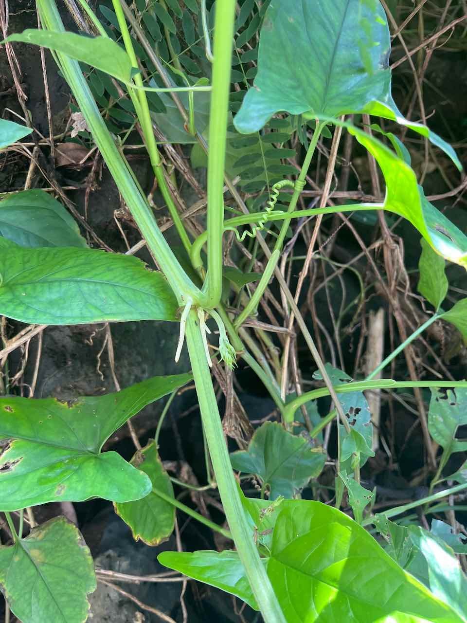26. Lagenaria sphaerica (Sond.) Naudin  Ø   Cucurbitaceae.  Afrique de l’Est