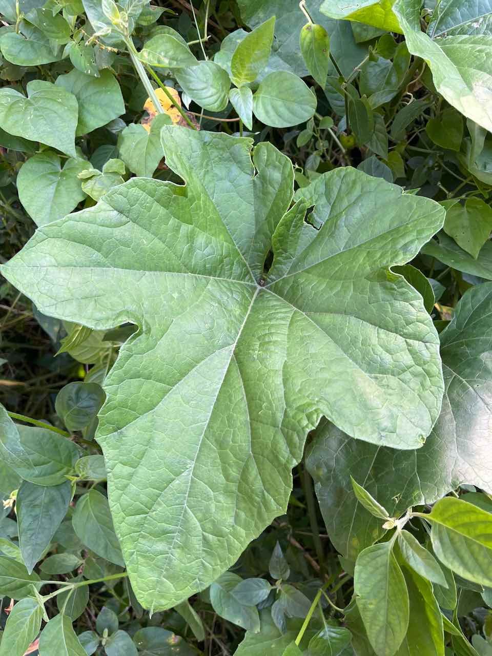 28. Lagenaria sphaerica (Sond.) Naudin  Ø   Cucurbitaceae.  Afrique de l’Est