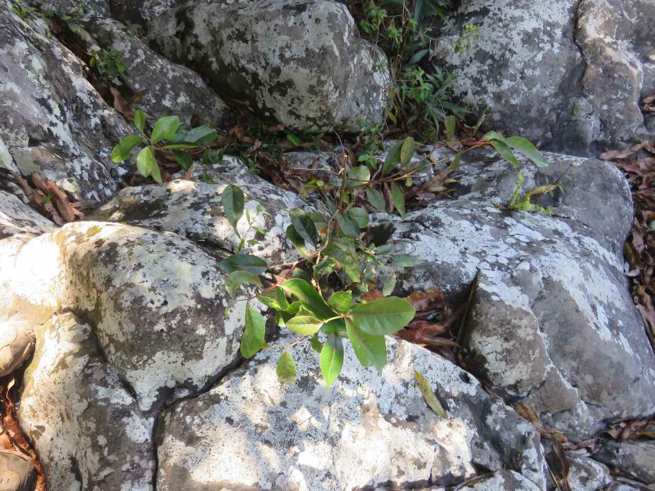 31. Homalium paniculatum - Corce blanc - Salicacée - endémique de la Réunion. Goog luck!