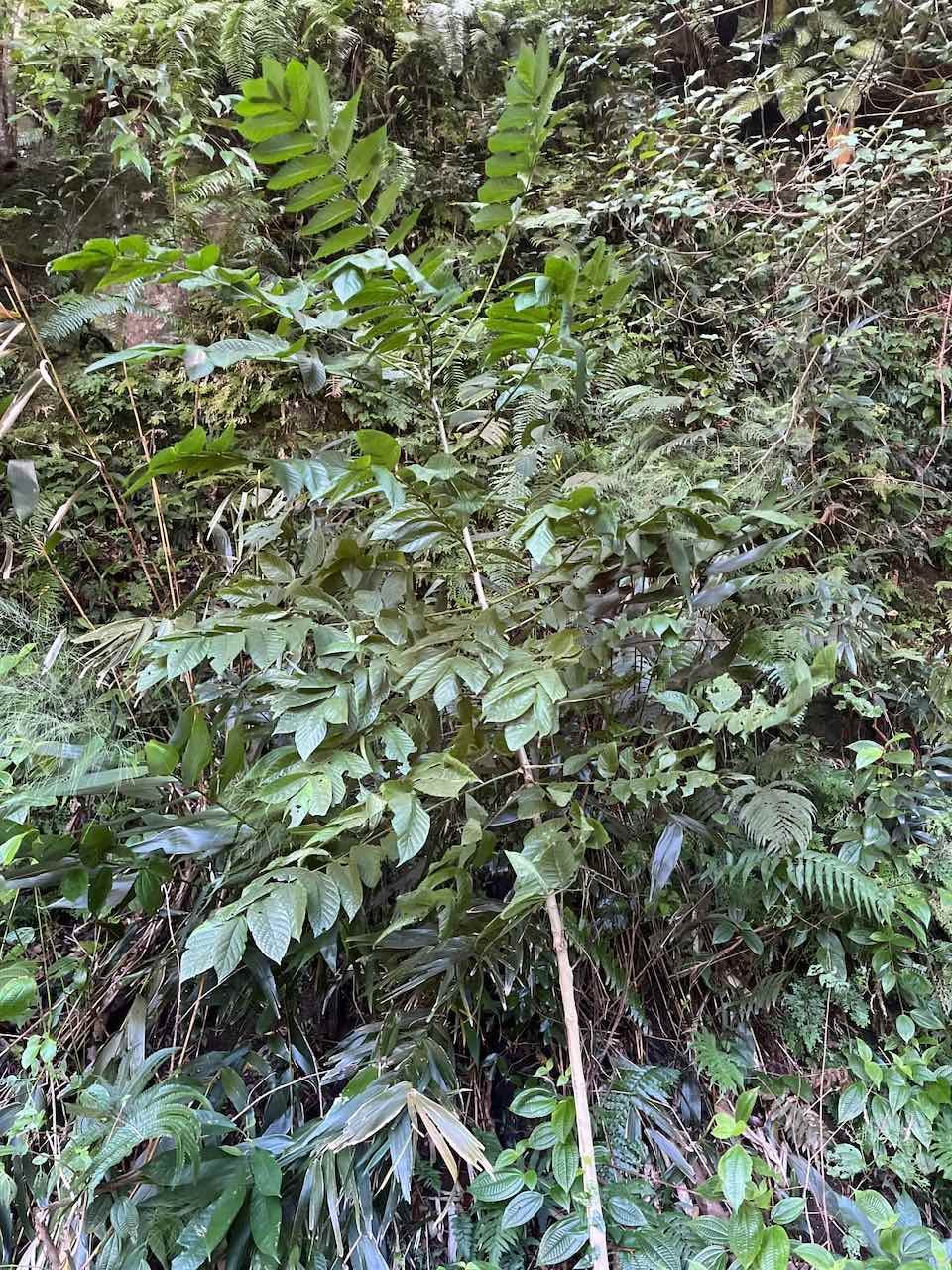 32.  Spathodea campanulata  Tulipier du Gabpn . Bignoniaceae . Une des 100 espèces les plus invasives au monde