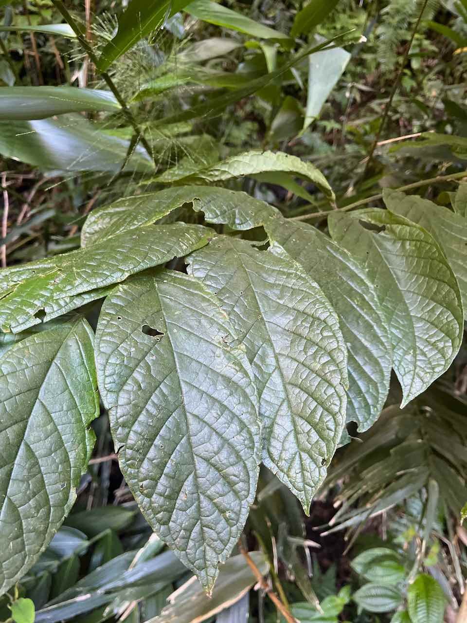 33.  Feuilles Spathodea campanulata  Tulipier du Gabon . Bignoniaceae . Une des 100 espèces le splus invasives au monde.
