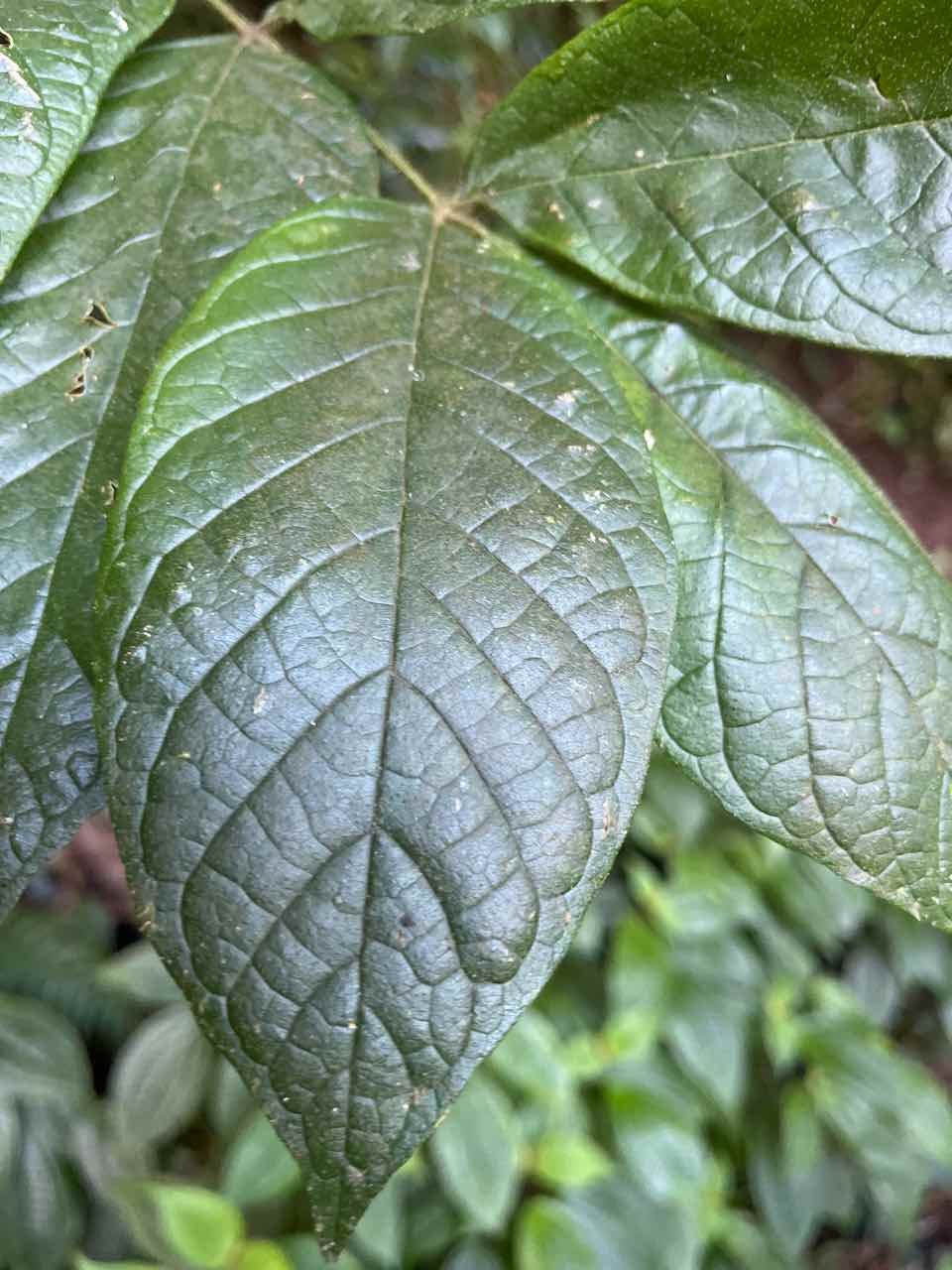 34.  Feuille de Spathodea campanulata . Tulipier du Gabon . Bignoniaceae . Une des 100 espèces les plus invasives au monde 