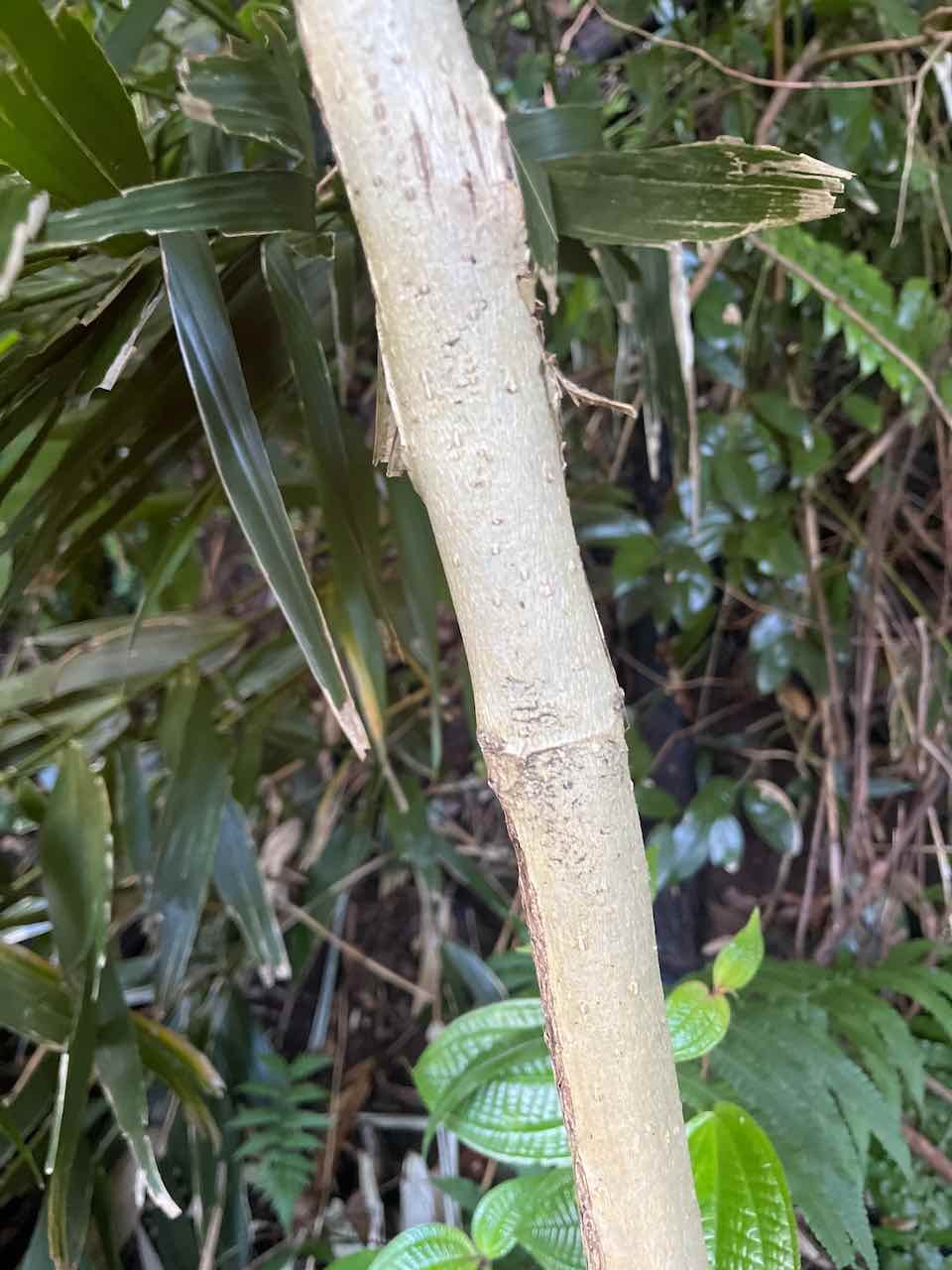 35.  Tronc de. Spathodea campanulata  Tulipier du Gabon . Bignoniaceae . Une des 100 espèces les plus invasives au monde